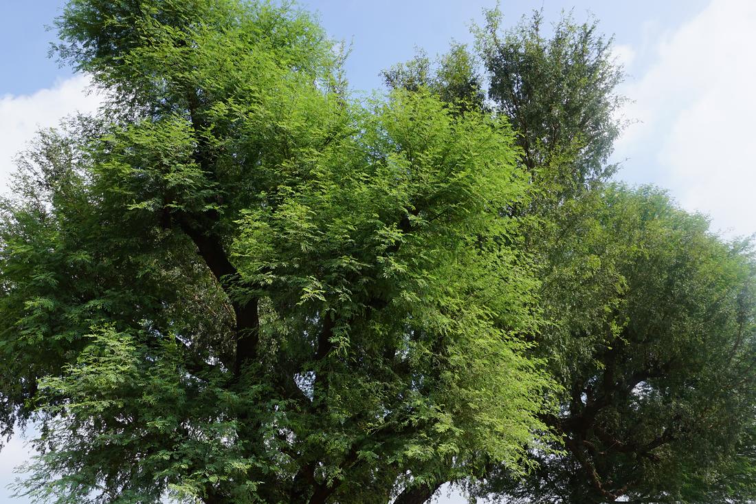 A mature farm-grown tree of the kind supplied through the Pooja Farmers Group